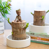 HarmonyWood | Breng rust in je huis met deze prachtige plant