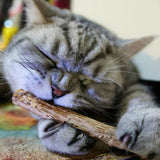Catnip Sticks | Kauwbare lekkernijen voor gelukkige katten!