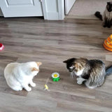 Maten Interactief Katten Speelgoed – Purrfect Play