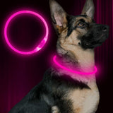 GlowSafe LED-Hondhalsband – Oplaadbaar USB-veiligheidslicht