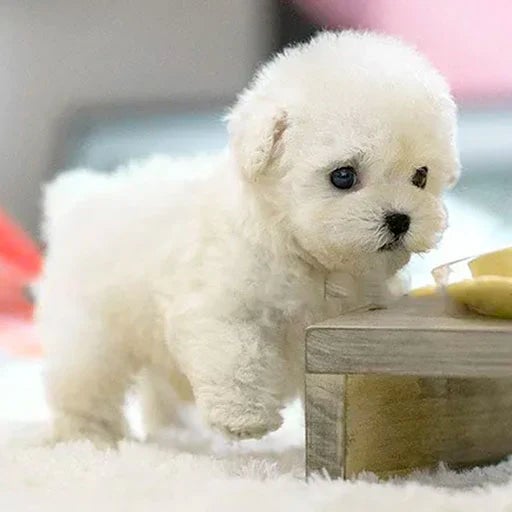Interactieve Pluchen Hond met Realistische Bewegingen – Voor Kinderen & Senioren