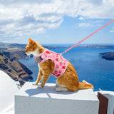 KittyComfort Harnas Set - Voor Gezellige Wandelingen en Avontuur