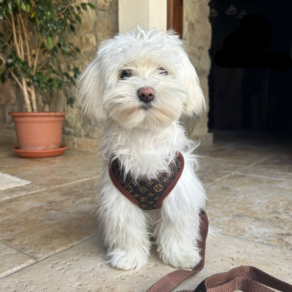 Hondentuig en Leinen-Set – PawLuxe