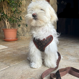 Hondentuig en Leinen-Set – PawLuxe