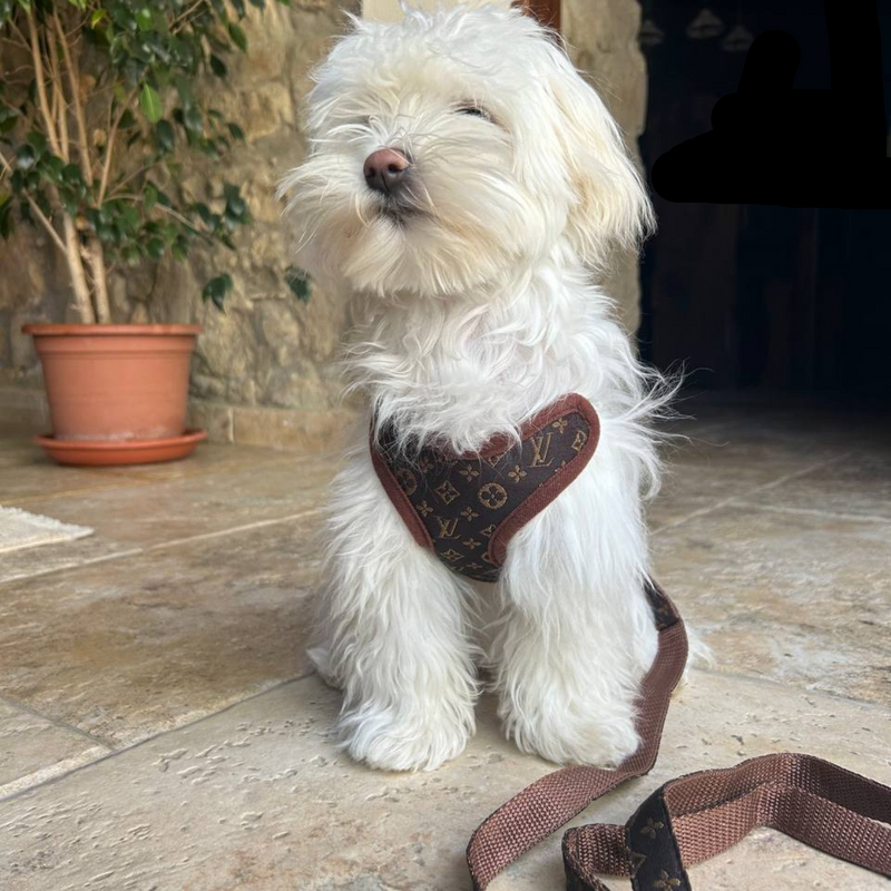 Hondentuig en Leinen-Set – PawLuxe