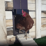 Automatische Hühnerstalldeur
