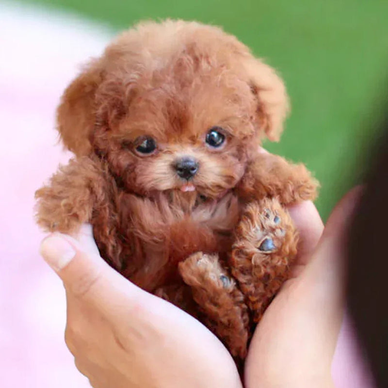 Interactieve Pluchen Hond met Realistische Bewegingen – Voor Kinderen & Senioren