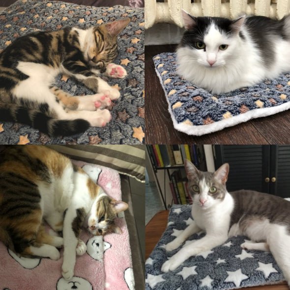 CozyPaws | Het schild van je huisdier tegen de winterkou!