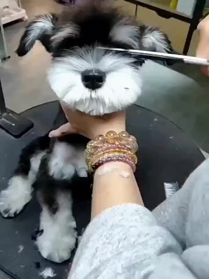 Professionele Verzorgingsset voor Huisdieren – Scharen en Kam voor Perfecte Verzorging van Honden en Katten