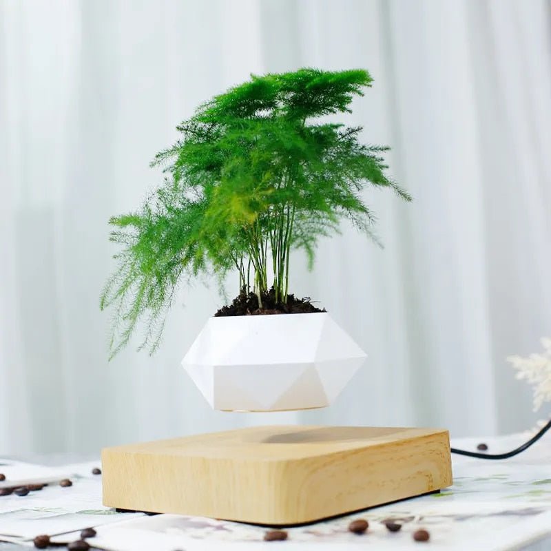AirZen | Ervaar het wonder van zwaartekracht tartende planten!