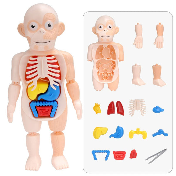 Leerzaam Anatomieset voor Kinderen – Dr. Bones