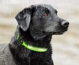 HondVeilig Pro - LED-halsband voor honden - Voel je veilig en stijlvol tijdens het uitlaten