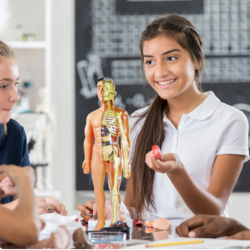 Anatomisch Model - Educatief en Gedetailleerd