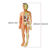 Anatomisch Model - Educatief en Gedetailleerd