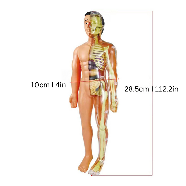 Anatomisch Model - Educatief en Gedetailleerd
