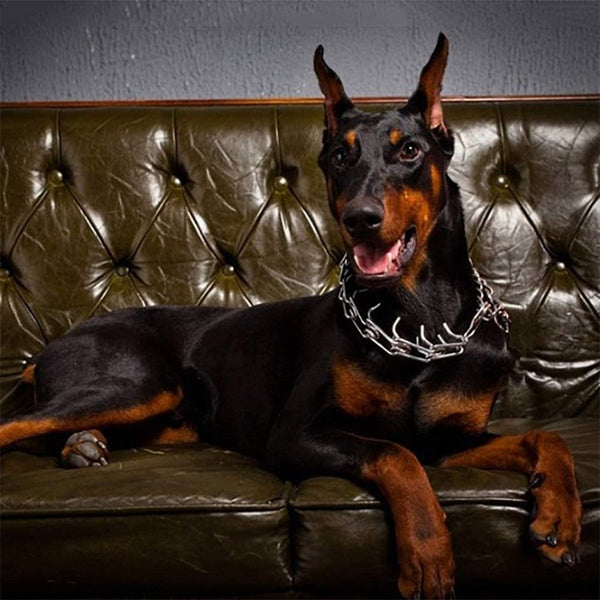 Hond Pincher Halsband - Stijl B