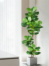 70–135cm Kunst Ficusboom | Rubberplant Met Fiddle Leaves | Nepplant Voor Binnen & Buiten