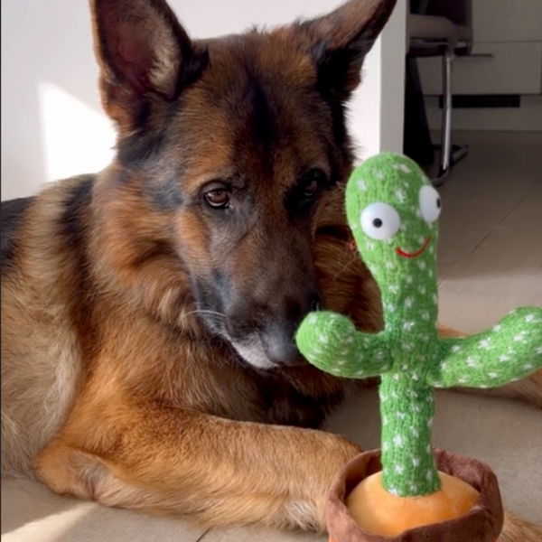 Sprekende Cactus Speelgoed voor Honden - Praat-met-Mij Cactus