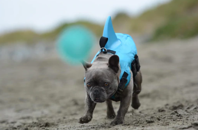 Hondenzwemmers - AquaPup