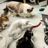 Katten-Jagdspeelgoed - SlitherPlay