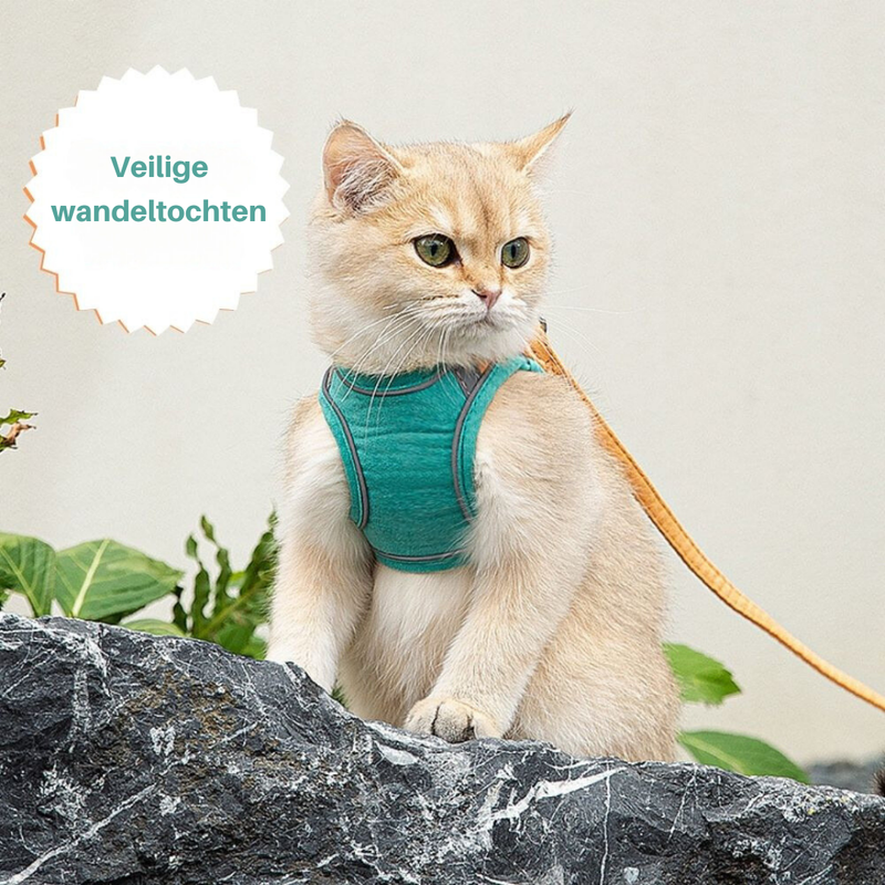 Kattenharnas – Oscar