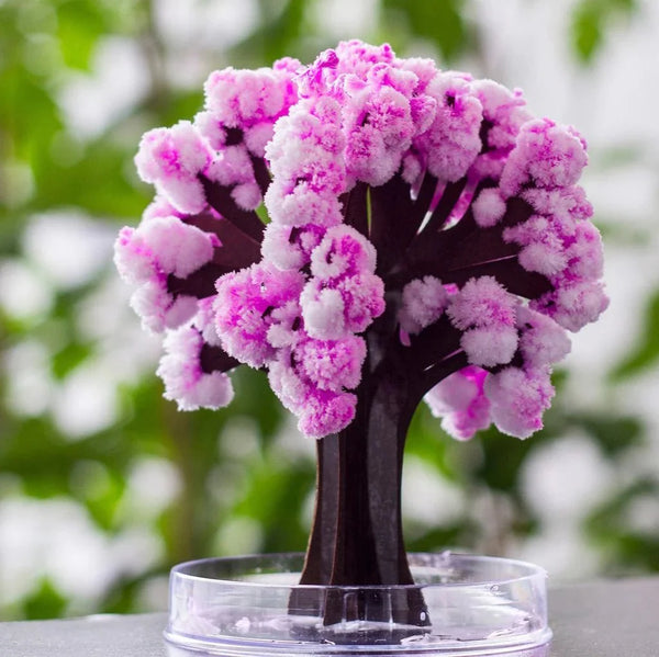 Blossom | Kweek je eigen Sakuraboom!