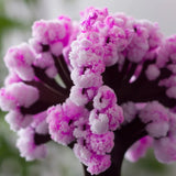Blossom | Kweek je eigen Sakuraboom!
